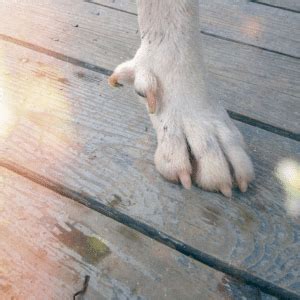 Dislocated Dew Claw - ThePetsAbout