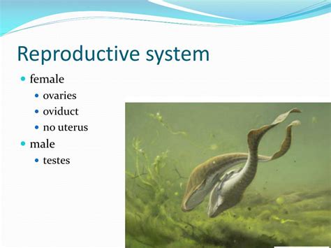 Ppt Fish Medicine Powerpoint Presentation Free Download Id2391014