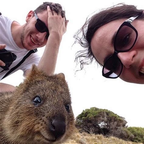 selfies  quokkas   cutest trend  australia    pics daynews