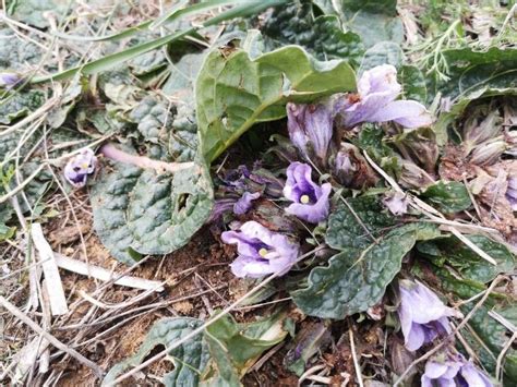 Mandragora Officinarum L Mandrake World Flora Pl NtNet Identify