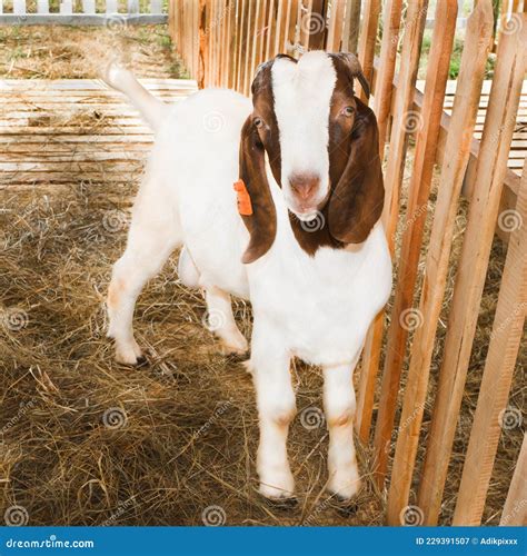 Boer Goat Breeds Stock Image Image Of Hairy Brown 229391507