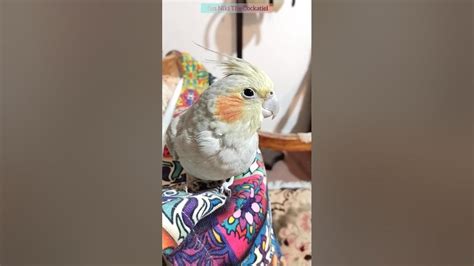 Angry Cockatiel Screaming 😂🥰 Shorts Cockatiel Birds Parrot Funny Cute Youtube