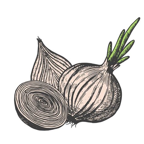 Hand Drawn Vector Illustration Of Onion Sketch Style Doodle Vegetable