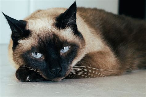 El Gato Siam S Un Felino Ex Tico Maullador Y Activo Que Necesita