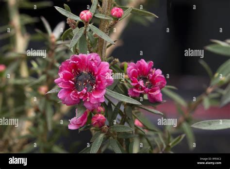 Manuka flower hi-res stock photography and images - Alamy