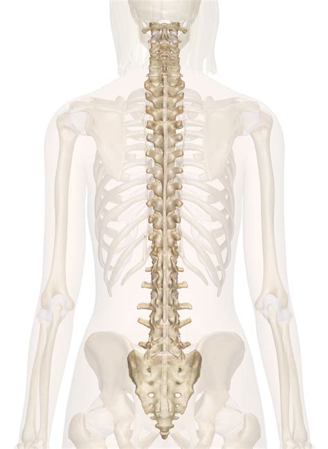 Anatomy And Physiology Spine Diagram Quizlet