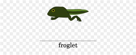 Picture - Life Cycle Of A Frog Froglet - Free Transparent PNG Clipart ...