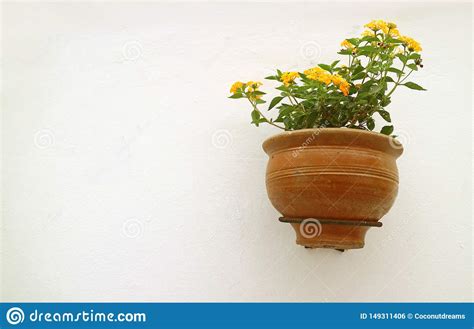 Flores Amarelas Do Lantana No Plantador Da Terracota Que Pendura No