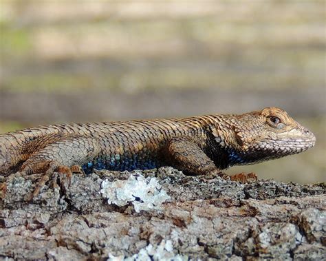 Maryland Biodiversity Project Eastern Fence Lizard Sceloporus Undulatus