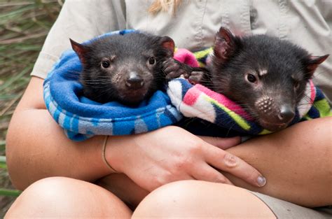 Baby Tasmanian Devil Cute