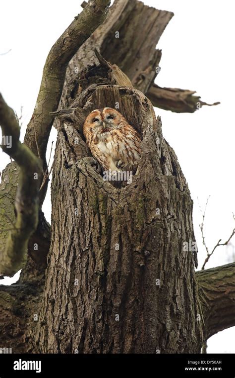 Tawny Owl Strix Aluco Named Mabel Roosting In Favourite Tree At