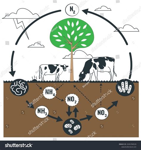 Nitrogen Cycle Illustration Flow Nitrogen Through Stock Vector Royalty