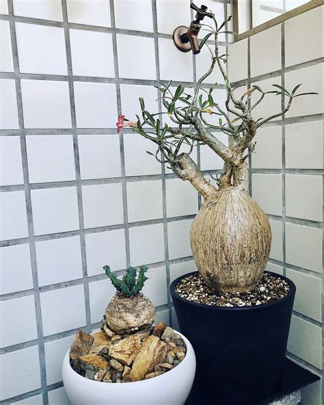 Adenium Somalense Adenium Unusual Plants Decorative Jars