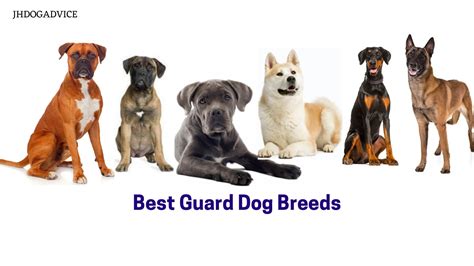 Best Guard Dog Breeds Jh Dog Advice