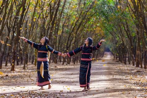 Rừng cao su mùa thay lá đẹp mê mẩn ở Tây Nguyên Công Đoàn Cao Su Việt Nam