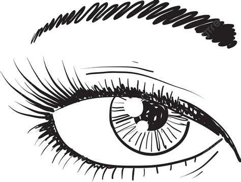 Ojo Humano Vector Boceto Primer Plano Iris Visión Vector Png Dibujos De Cerca Iris Visión Png