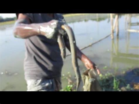 Catching Eel Fish From Eel Hole In The River River Fish Farming