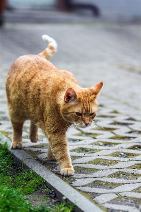 An Orange Cat Walking Across A Cobblestone Road Next To A Green Grass