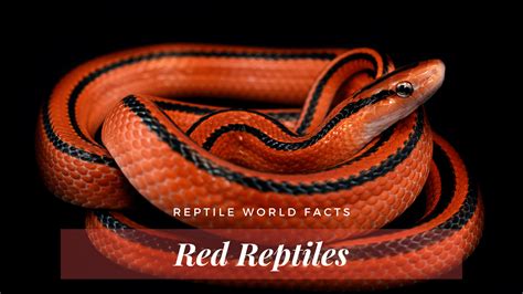 10 Ridiculously Red Reptiles - ReptileWorldFacts