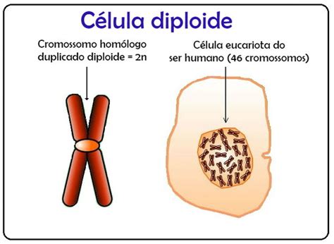O Que É Diploide E Haploide - O que são células diploides e células haploides?? - Explicaê