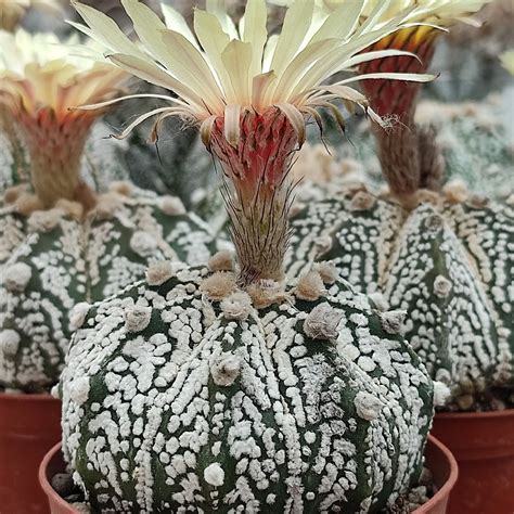 Astrophytum Asterias Cv Superkabuto Giromagi Cactus And Succulents