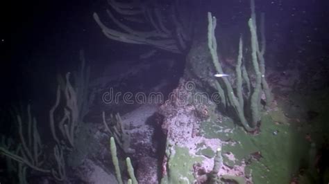 Porifera Sea Sponge Lubomirskiidae And Spongillidae Underwater Of Lake