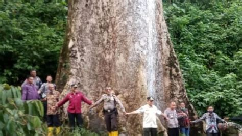 Pohon Terbesar Di Dunia Ternyata Ada Di Indonesia Usianya Sudah 500 Tahun