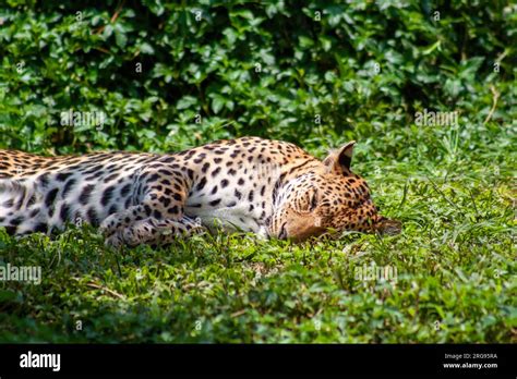 Photo taken in Thailand (Korat Stock Photo - Alamy