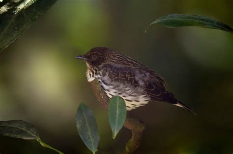 Un pájaro está sentado en una rama con hojas verdes y el sol brilla