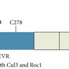 Schematic structure of Nrf2 and Keap1. (a) Domain structure of Keap1 ...