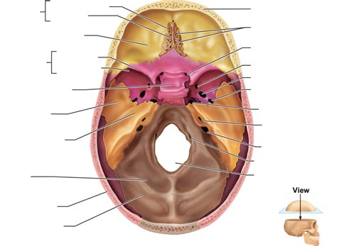 Internal Anatomy Of The Skull Superior View With Calvaria Removed