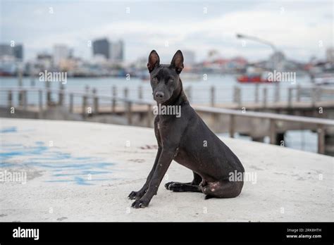 A Thai Street Dog in Pattaya Thailand Asia Stock Photo - Alamy