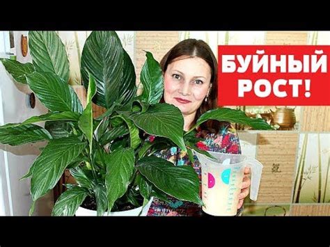 БЕСПЛАТНАЯ ПОДКОРМКА для БЕШЕНОГО РОСТА комнатных растений - YouTube
