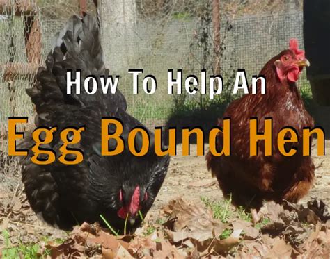 How To Help An Egg Bound Hen ~ The Farmer S Lamp