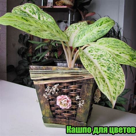 Кашпо для цветов