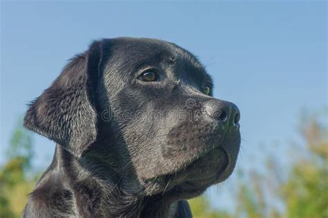 Perro Recuperador De Labrador Negro En Un Fondo Azul Del Cielo Retrato