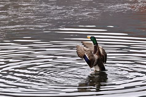 Mallard Bebek Danau Mengepakkan Foto Gratis Di Pixabay Pixabay