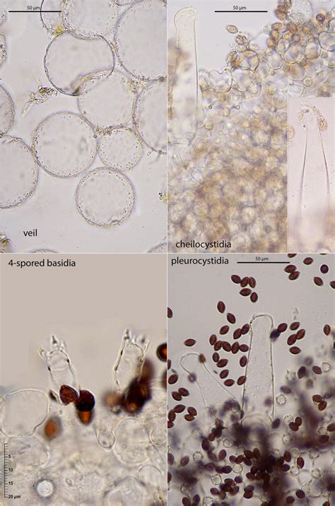 Coprinopsis Narcotica Batsch Redhead Vilgalys Moncalvo Cemas