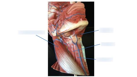 cervical muscles Diagram | Quizlet