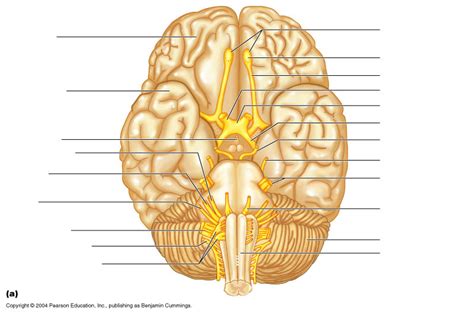 Cranial Nerves Diagram Quizlet