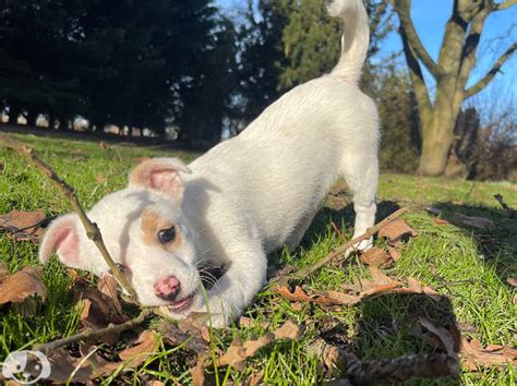 Last Girl Puppy Available Jack Russell X Pomeranian Puppy For Sale In