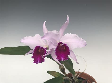 Cattleya Duvaliana Lueddemanniana Coerulea X Purpurata Semi Alba Red