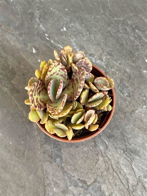 Каланхоэ Хумилис Зебра Kalanchoe Humilis Zebra купить, цена в Киеве ...