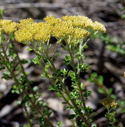 Ozothamnus obcordatus - EcuRed