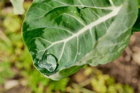 How To Identify And Manage Brussels Sprout Diseases Gardeners Path