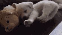 Cute Sleeping Puppy.Gif GIF - Cute sleeping puppy Cute dog Puppy - Discover & Share GIFs