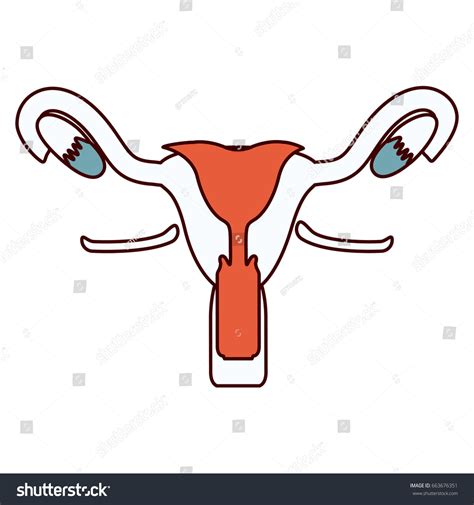 Color Sections Contour Female Reproductive System Stock Vector Royalty