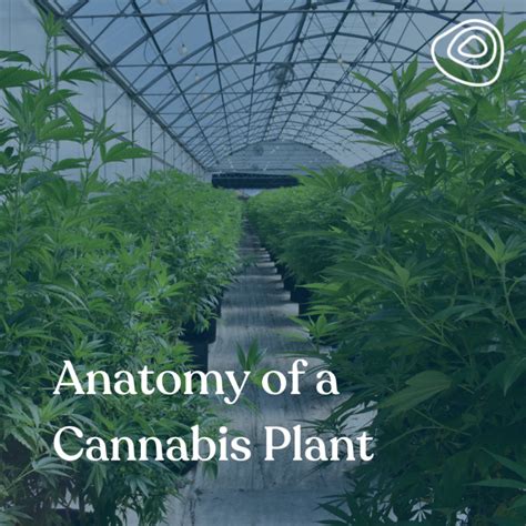 Anatomy Of A Cannabis Plant Terrabis Find Your Calm