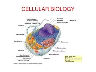 Ppt Altered Cellular And Tissue Biology Powerpoint Presentation Free