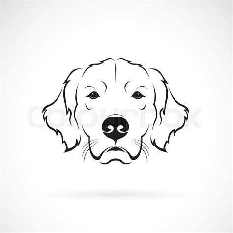 88 Easy Golden Retriever Head Drawing L2sanpiero